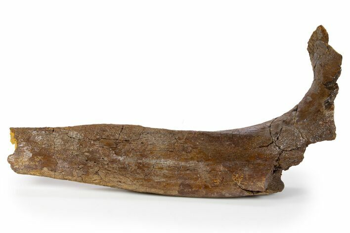 Dinosaur (Triceratops) Rib Bone Section - Wyoming #302764